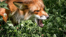 В Ярославской области от укуса бешенной лисы умерла женщина