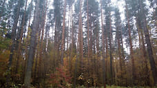 Житель Рыбинска незаконно вырубил лес на 2,7 млн рублей