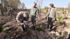 В Ярославской области высадили пять тысяч елей
