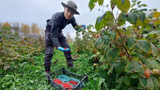 Ярославский фермер на грант выращивает малину и клубнику