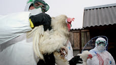 На границе с Ярославской областью возник очаг птичьего гриппа