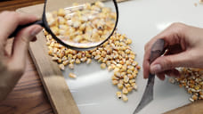 В Ярославскую область ввозили зерно по поддельным документам