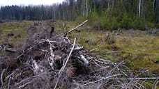 Под Ярославлем незаконно вырубили лес на 750 тысяч рублей