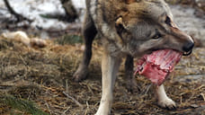 В Ярославской области застрелили покусавшего беременную женщину волка