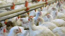 Китай закупил в Ярославской области 2,6 тысячи тонн куриного мяса