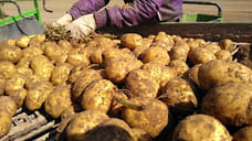 Ярославский картофелевод победил в конкурсе на получение федеральных денег