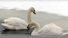 Пара белых лебедей поселилась в парке Рыбинска
