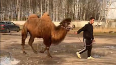 В Ярославле накажут организаторов незаконного катания на верблюде