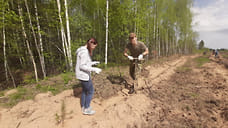 В Ярославской области высадили лес на площади почти 3 тысячи га