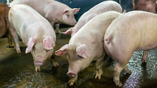 Рыбинских свиновладельцев просят зарегистрировать животных