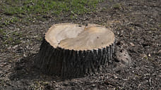 В Ярославской области незаконной рубкой деревьев причинен ущерб в размере более 5 млн рублей