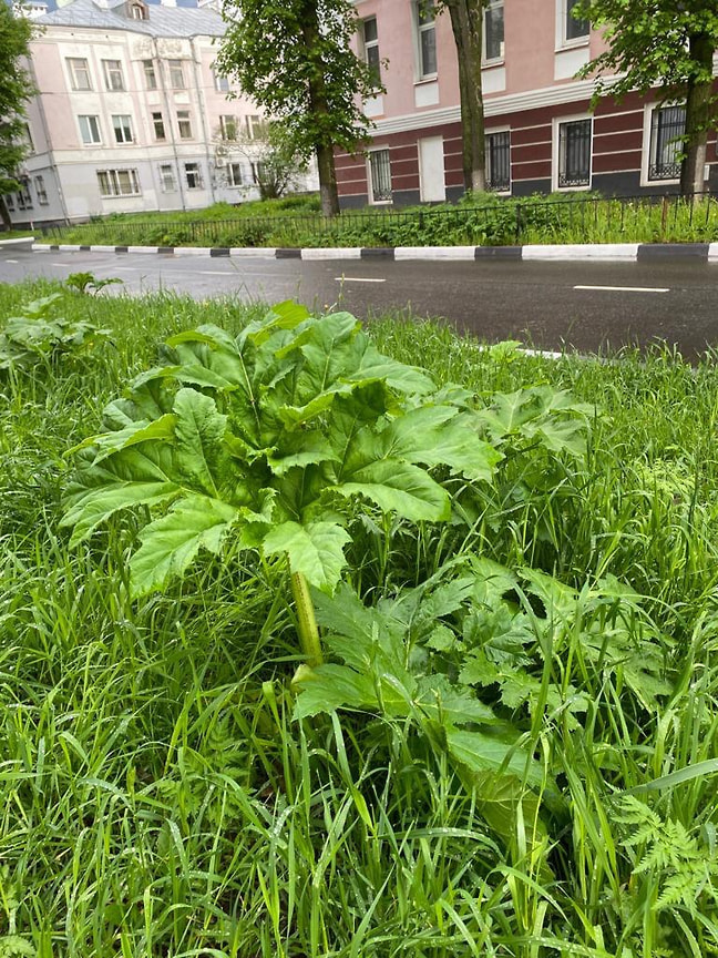 Детский омбудсмен просит мэрию уничтожить борщевик в центре Ярославля ...