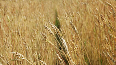 В Ярославской области заморозки погубили 36 га пшеницы