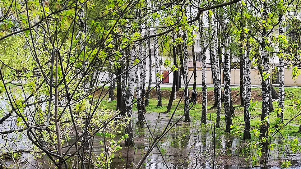 Деревья на берегу Которосли недалеко от впадения в Волгу оказались в воде