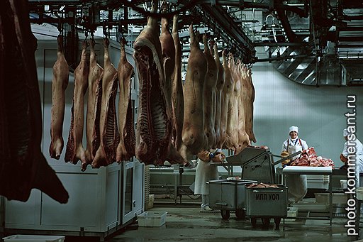 БЕЛГОРОДСКИЕ ЕВРОМЕЧТЫ&lt;br />
В «Мираторге» рассчитывают, что скоро свиньи с «Корочи» поедут в страны ЕС