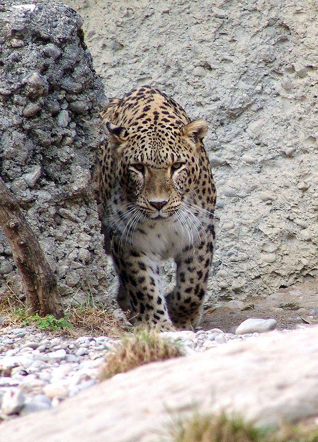 Благодаря Играм в Сочи будет восстановлена популяция переднеазиатского леопарда
