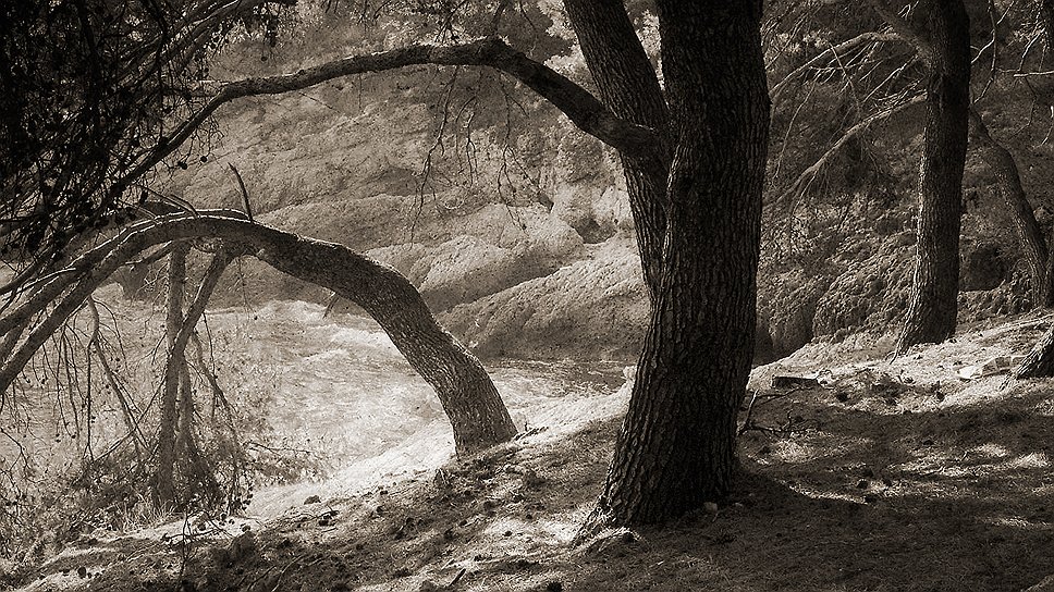 Там есть деревья, которым по 500-600 лет, уже распавшиеся стволы необыкновенной красоты, вдохновившие фотографа Владимира Клавихо-Телепнева на серию очень красивых работ 