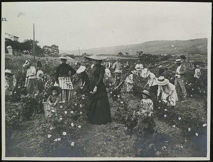 Сбор роз в мае. Первая четверть XX века 

