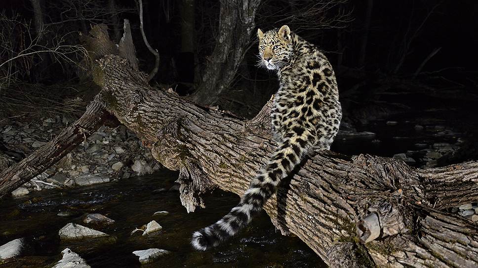 Молодая на леопардовой шкуре (20 фотографий)