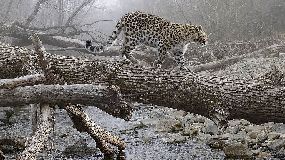 Молодая на леопардовой шкуре (20 фотографий)