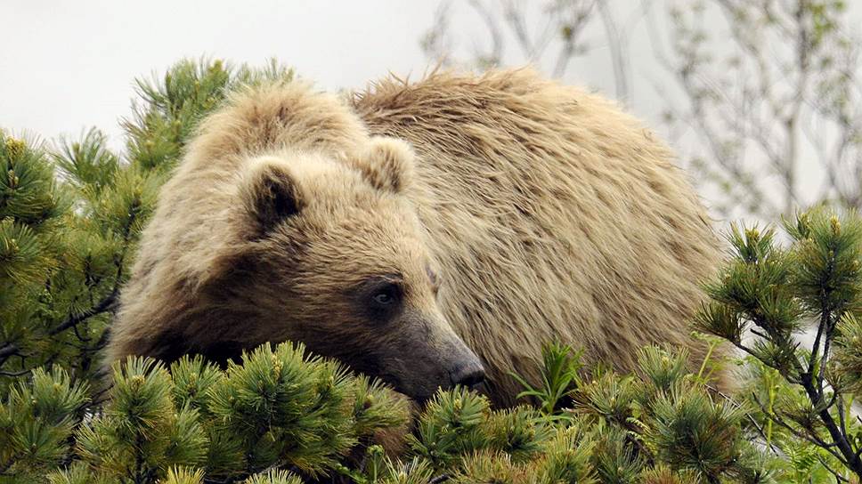 Камчатские медведи — самые крупные в мире и одни из самых больших наземных хищников 