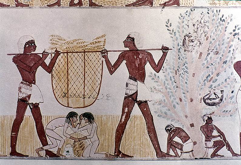 Хлеб в Древнем Египте выпекали из ячменя и полбы