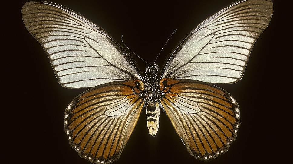 Перламутровые покрытия раковин и крылья бабочки-парусника - примеры природных аналогов фотонного кристалла 