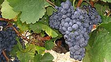 Какой виноград нужен Крыму