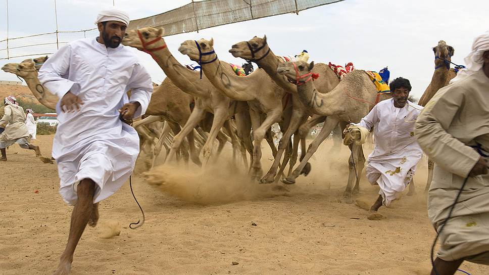 На старте верблюжьих гонок в Арабских Эмиратах