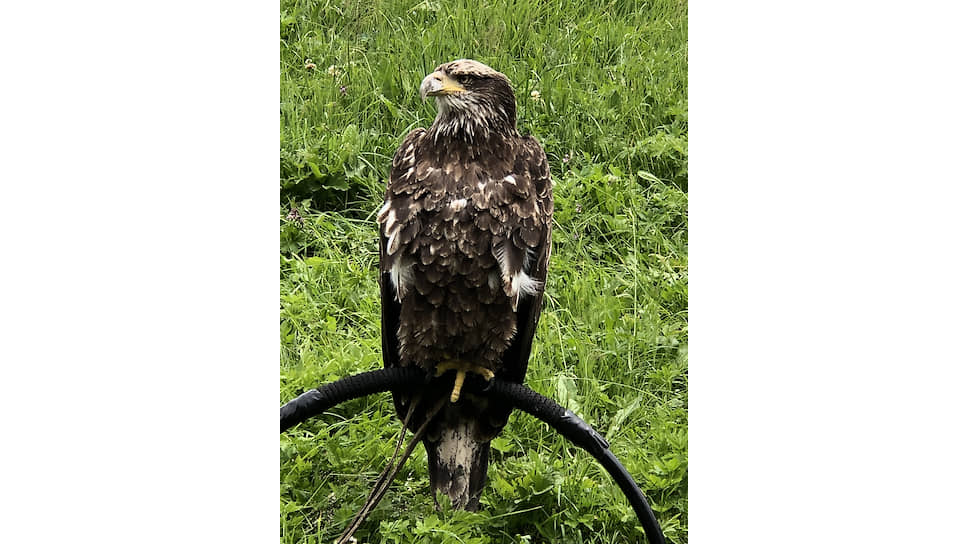 Учрежденный Карлом-Фридрихом Шойфеле фонд Eagle Wings будет заниматься сохранением природных богатств Альп