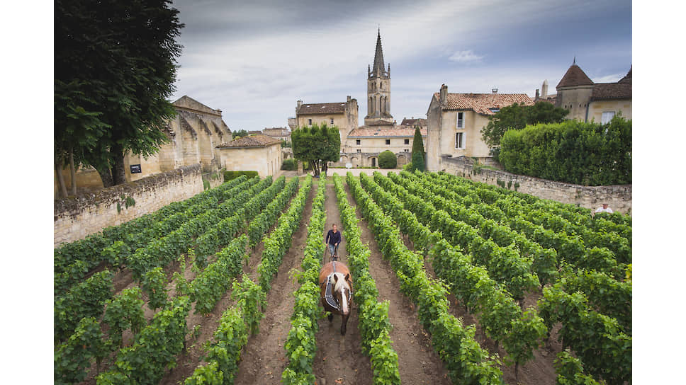 Виноградники Chateau Canon в Сен-Эмильоне