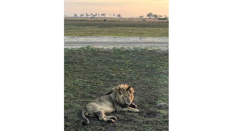Отдыхающий лев