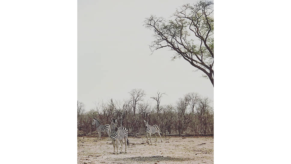 Зебры в Ботсване