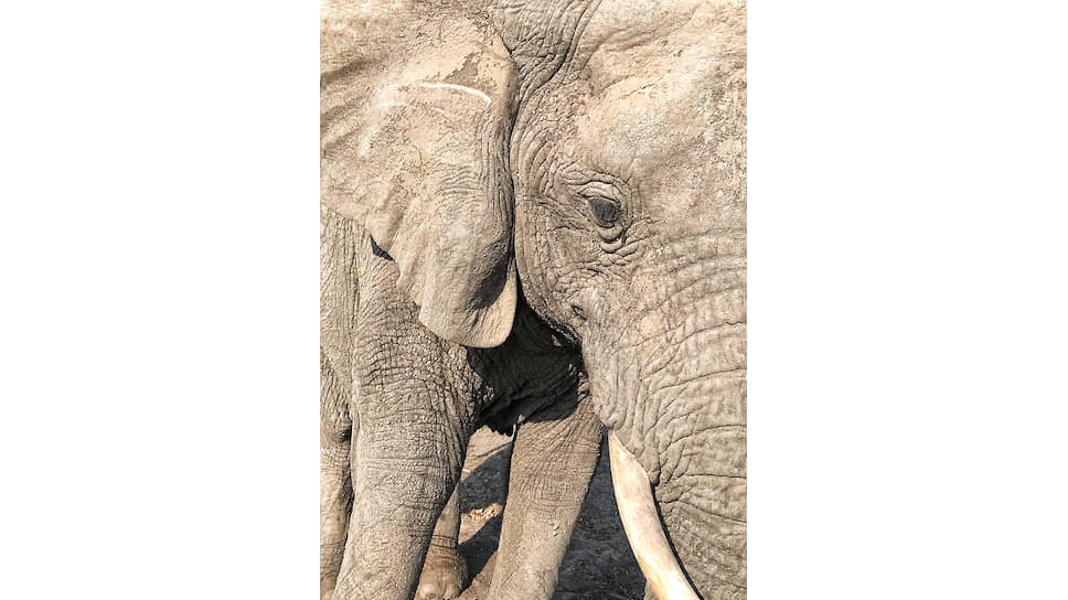 Слоненок в Ботсване