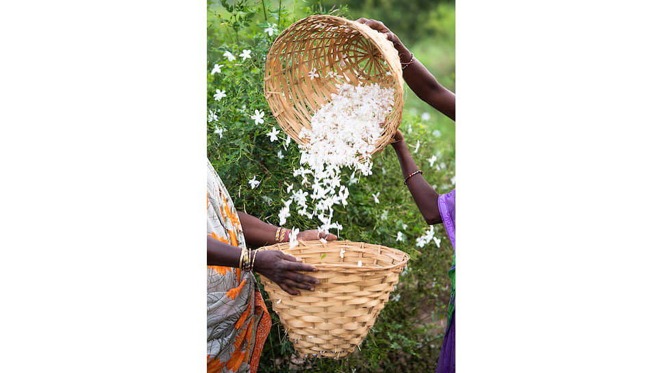 Выращивание жасмина в Индии