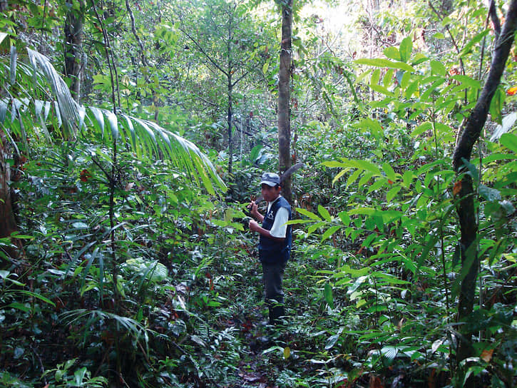 Audemars Piguet — часы на службе лесу. Проект по спасению амазонских лесов