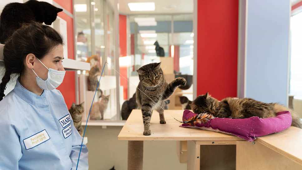 В первыом научном центре Mars Petcare в Ульяновской области изучают вкусовые пристрастия кошек