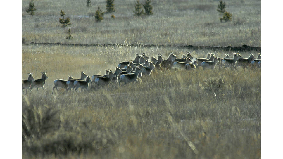Миграция краснокнижных дзеренов из Монголии в  Забайкалье
