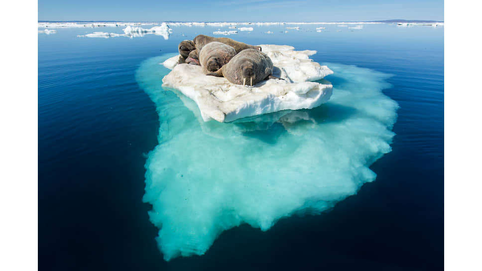 Моржи на айсберге неподалеку от Северного полюса