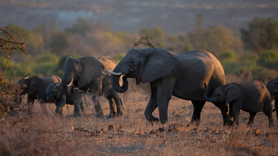 Миграция слонов из Южной Африки в Мозамбик