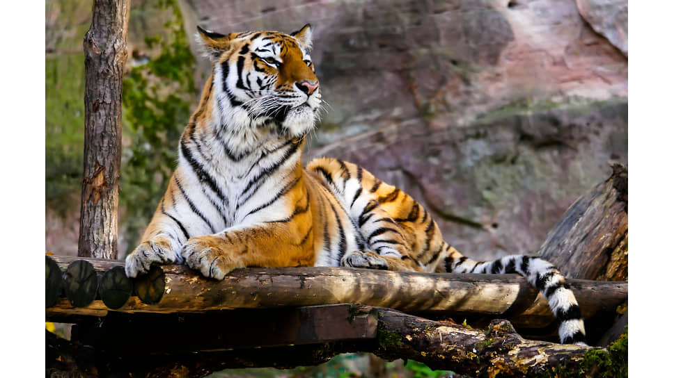 Не менее 750 амурских тигров, включая тигрят, живут на Дальнем Востоке