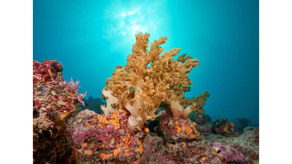 Подводный мир в окрестностях Cora Cora Maldives