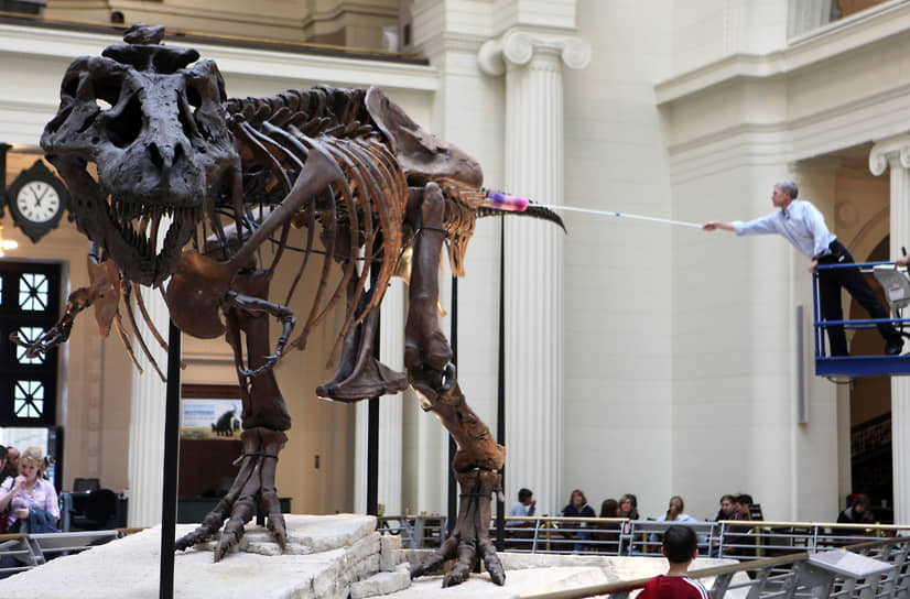 Сью в Филдсовском музее естественной истории в Чикаго. В 2018 году ей пришлось потесниться, когда рядом разместили реплику скелета патаготитана Patagotitan mayorum,
самого большого динозавра, известного науке