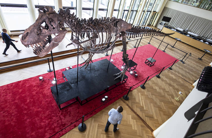 Имя того, кто заплатил 5,5 млн швейцарских франков за скелет тираннозавра TRX-293 Trinity, неизвестно. Это типичная история для аукционов, на которых продают скелеты ископаемых звероящеров