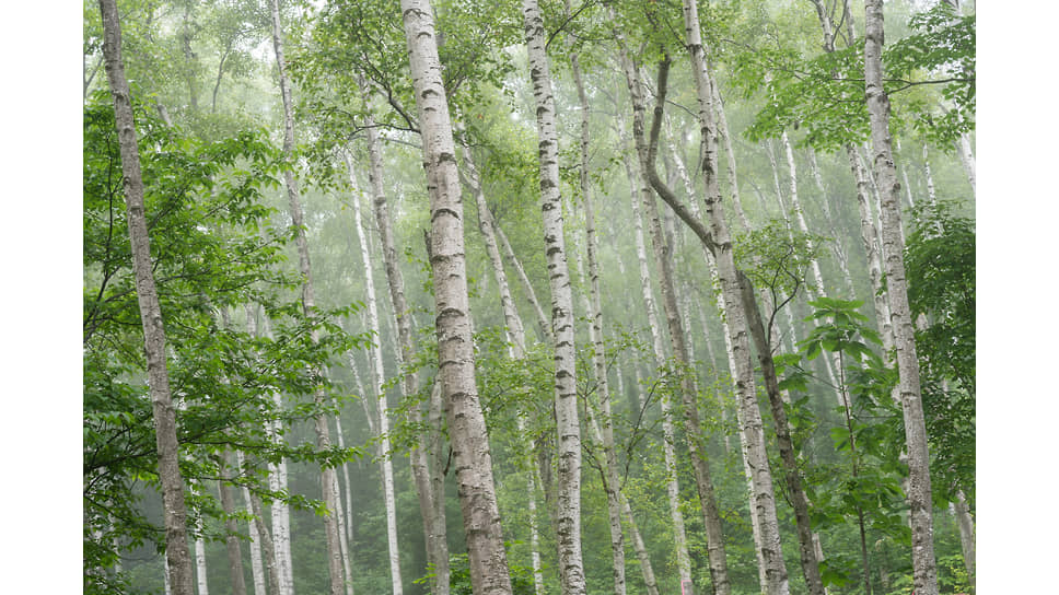 Виртуальный березовый лес от часового бренда Grand Seiko