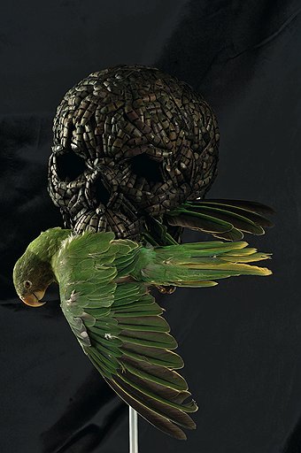 Ян Фабр. «Птичка божья», 2000 год. Жуки, чучело попугая, череп