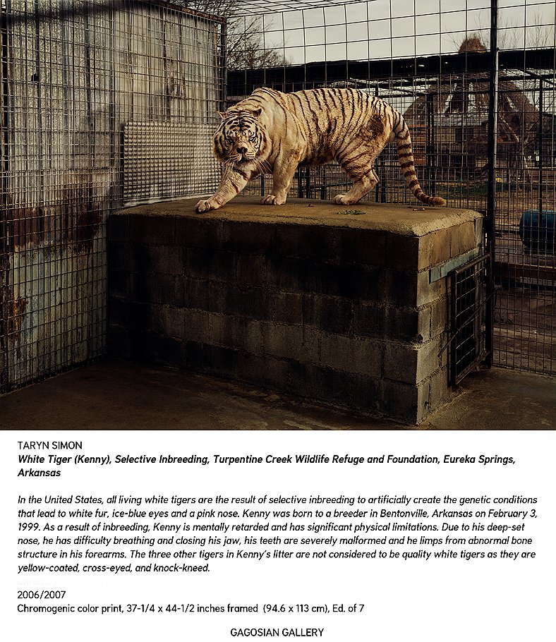Белый тигр (Кенни), внутривидовая селекция, Заповедник и Фонд Тарпентайн Крик, Юрика Спрингз, Арканзас, 2006-2007