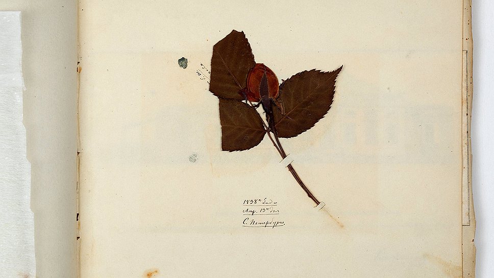 Неизвестный художник. &quot;Засушенная ветка с бутоном розы&quot;, 1838 год