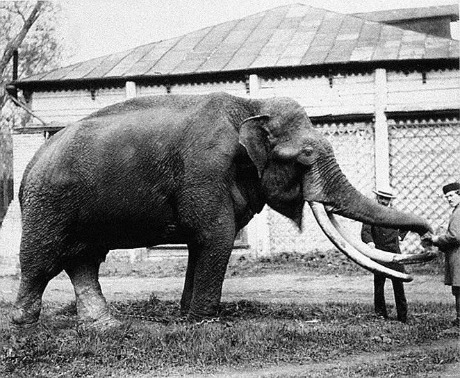 Слон, подаренный зоопарку императором Александром II, 1870 год
