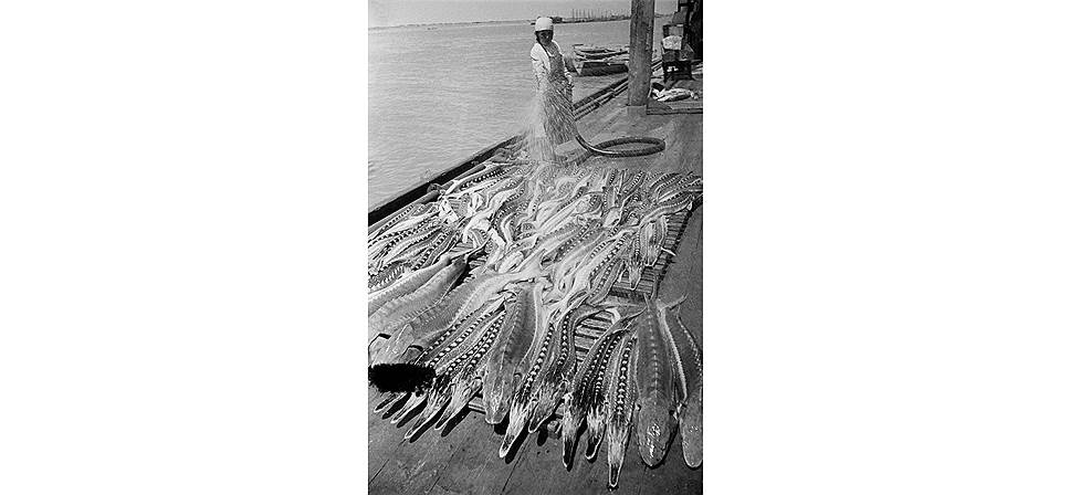 &quot;Лов осетров на Волге&quot;. Гурьевские рыбные промыслы, июль-август 1940 года